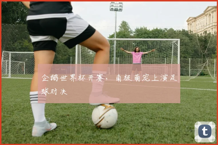 企鹅世界杯开赛,南极萌宠上演足球对决